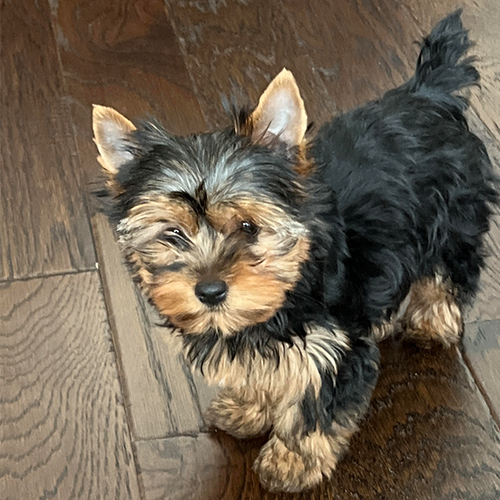 Harley